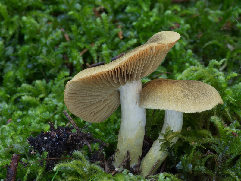 Cortinarius venetus